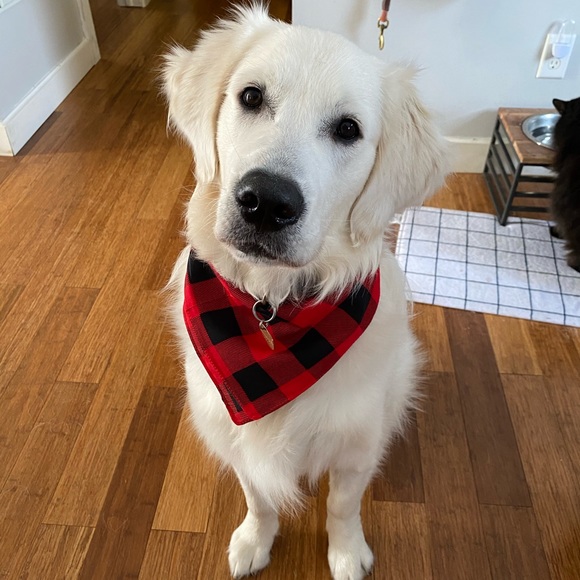 Meet your Posher, Genna - Picture 5 of 7